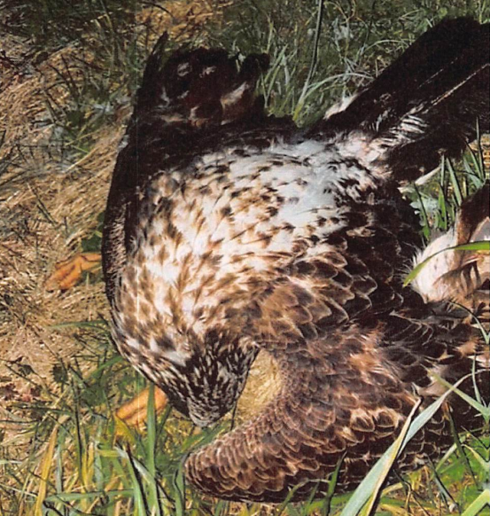 Dead Juvenile Bald Eagle